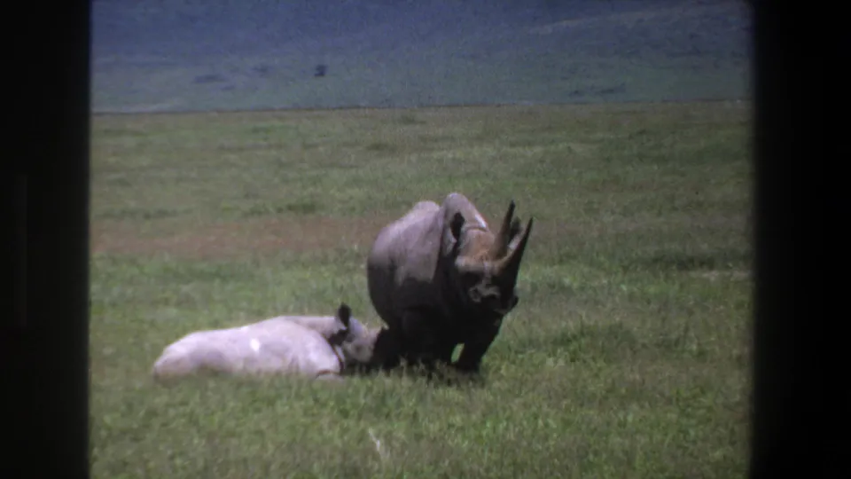 1969 Pretoria 8mm frame showing a standing rhino near a lying rhino in a broad grassy landscape.
