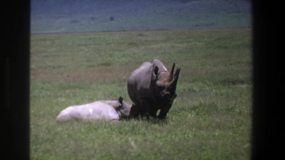 1969 Pretoria home-movie frame of two rhinos on grassland, with one standing and one resting below it.