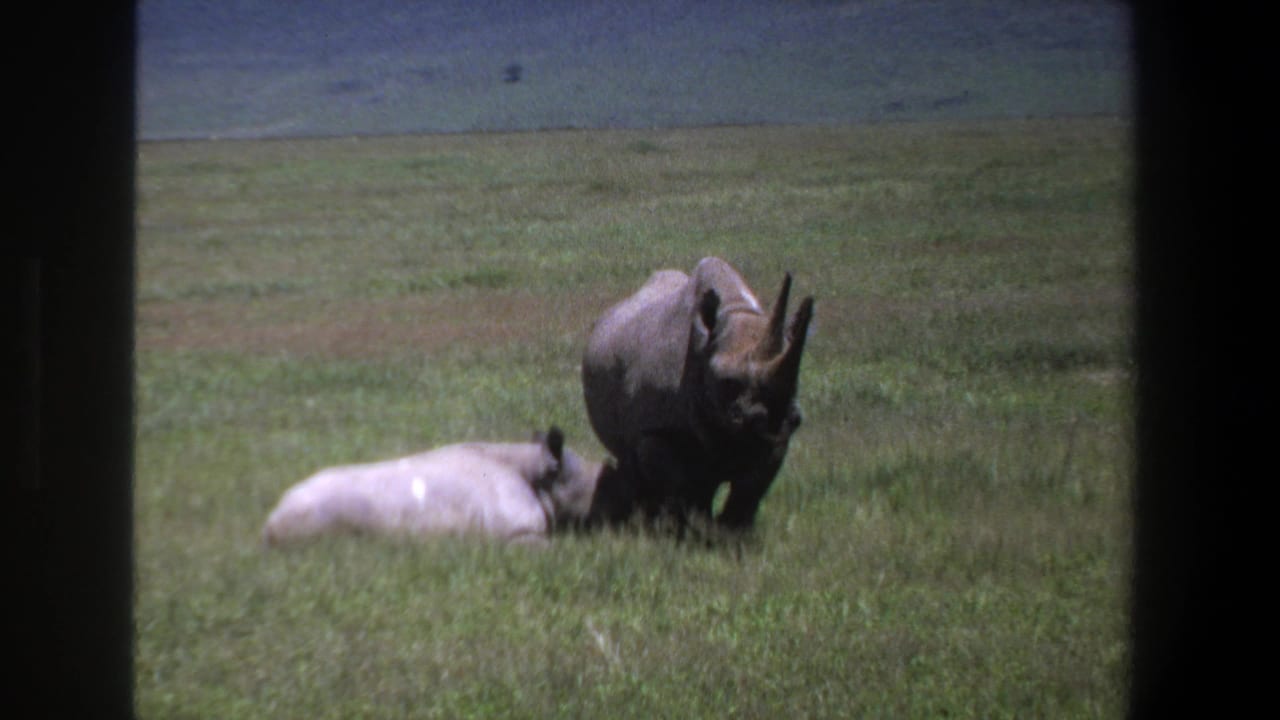 1969 Pretoria home-movie frame showing a standing rhinoceros beside a lighter rhino lying in grass, seen through dark vertical framing.