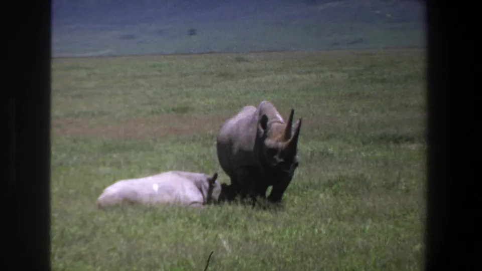 1969 Pretoria 8mm frame with a horned adult rhino standing near a resting lighter rhino in a broad green field.