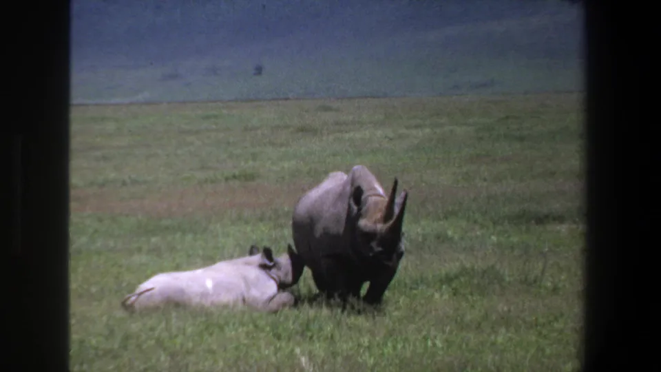 Vintage 8mm frame from Pretoria showing one rhino lying down while another stands close by in a grassy landscape.