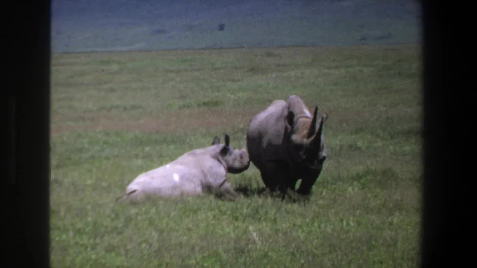 1969 Pretoria home-movie frame showing a lighter resting rhino raising its head near a standing horned rhino in open grass.