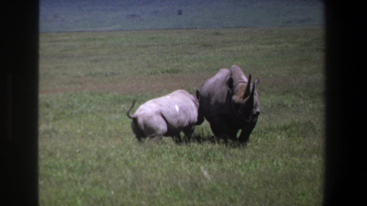In 1969 Pretoria, South Africa footage, an adult rhinoceros and a smaller rhino move side by side through open grassland.