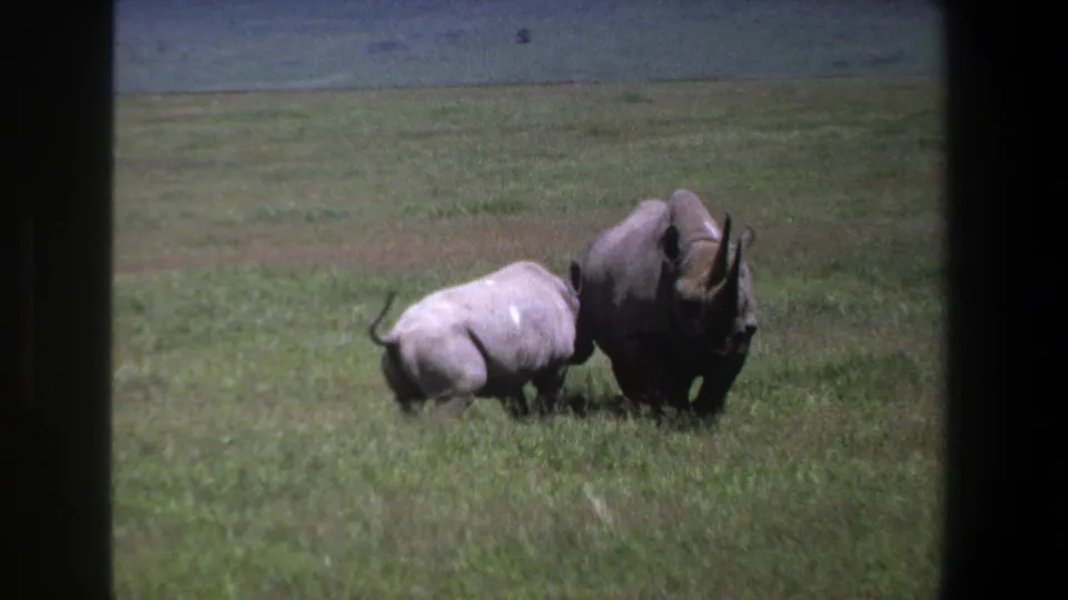 In 1969 Pretoria, South Africa footage, an adult rhinoceros and a smaller rhino move side by side through open grassland.