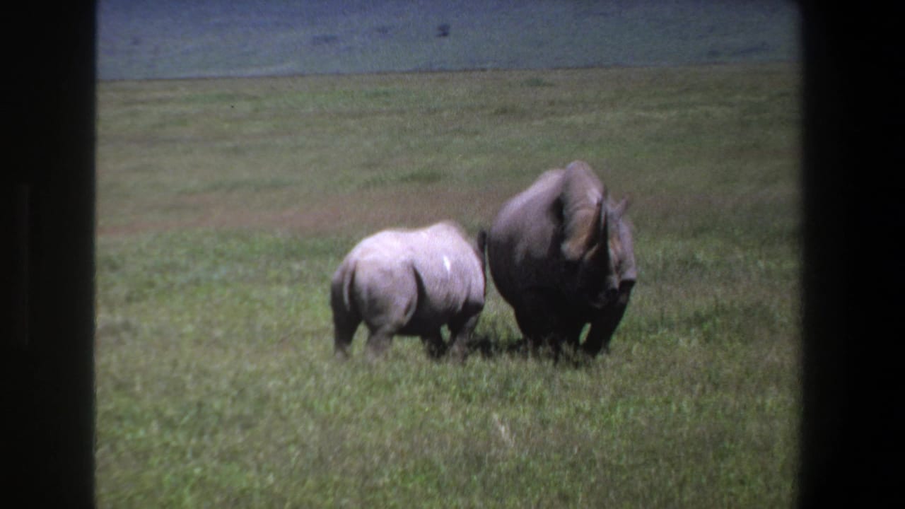 Adult and smaller rhinoceros continue across a grassy plain.