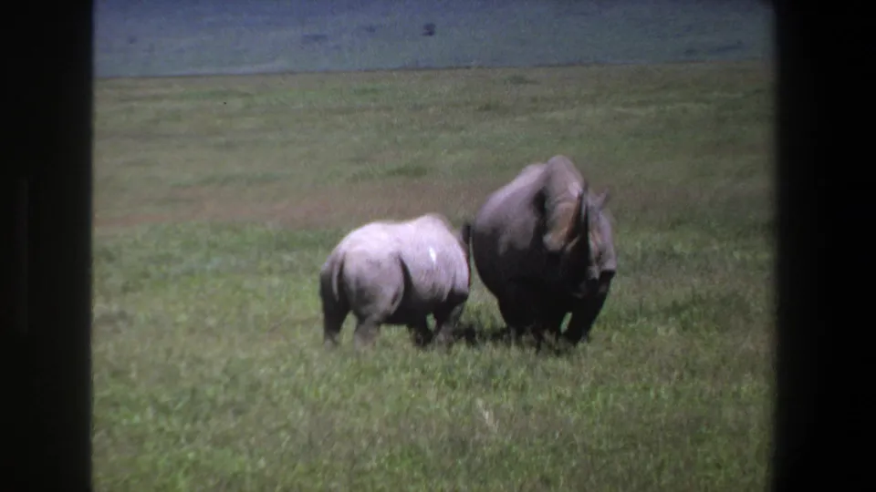 The 1969 Pretoria home-movie frame shows two rhinoceroses moving across muted green grass with a low horizon behind them.