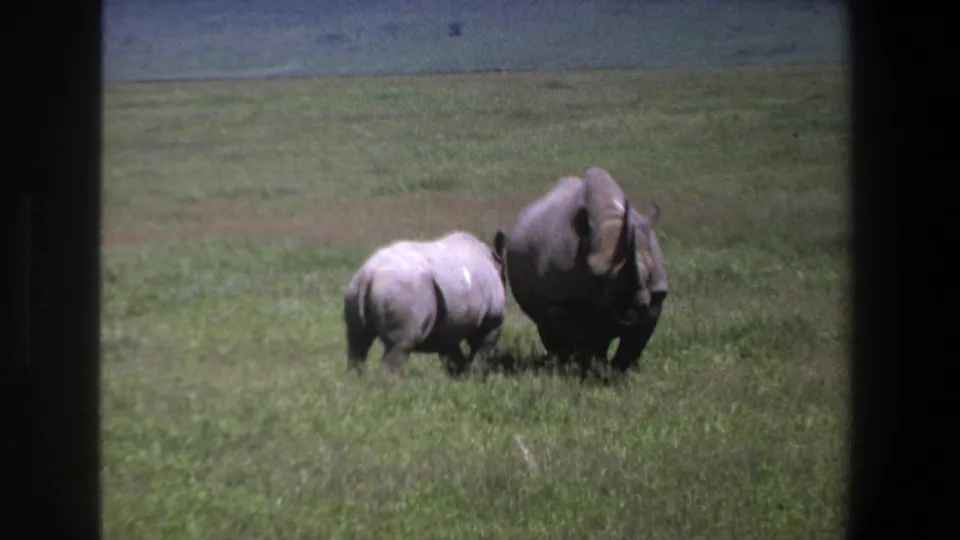 A larger rhinoceros and smaller companion stand or walk in grassy Pretoria savanna footage from 1969, framed by dark 8mm borders.
