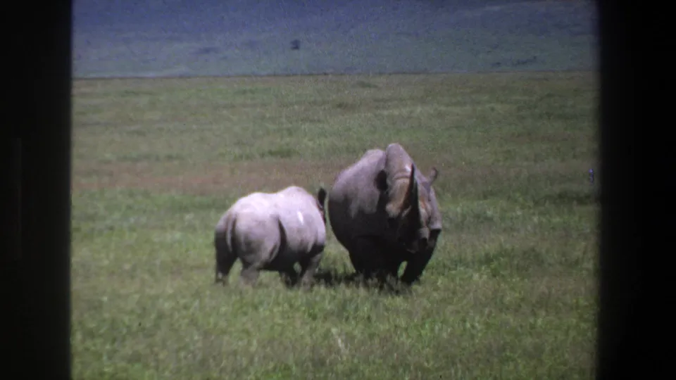 The final frame shows two rhinoceroses in open grassland near Pretoria, South Africa, with soft 8mm texture and muted color.