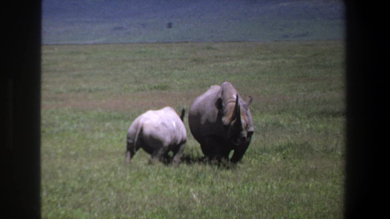 1969 Pretoria 8mm frame showing an adult rhinoceros and calf moving across open grassland, viewed through dark frame edges.