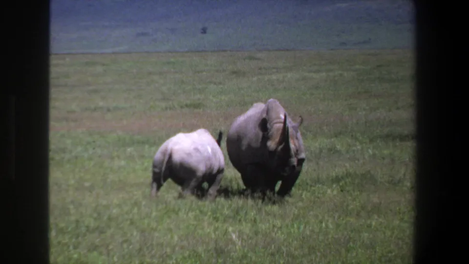 1969 Pretoria 8mm frame showing an adult rhinoceros and calf moving across open grassland, viewed through dark frame edges.