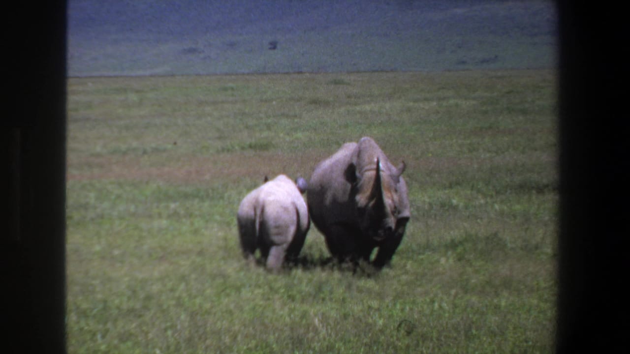 Rhino calf follows near an adult rhinoceros in tall grass.