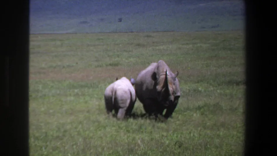 1969 Pretoria home-movie frame with a rhinoceros calf close behind an adult rhino on a broad green field.