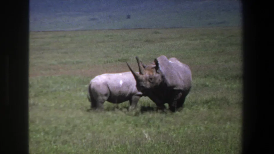 1969 Pretoria 8mm frame showing the adult rhinoceros turned near its calf, with horn visible against the grassy field.