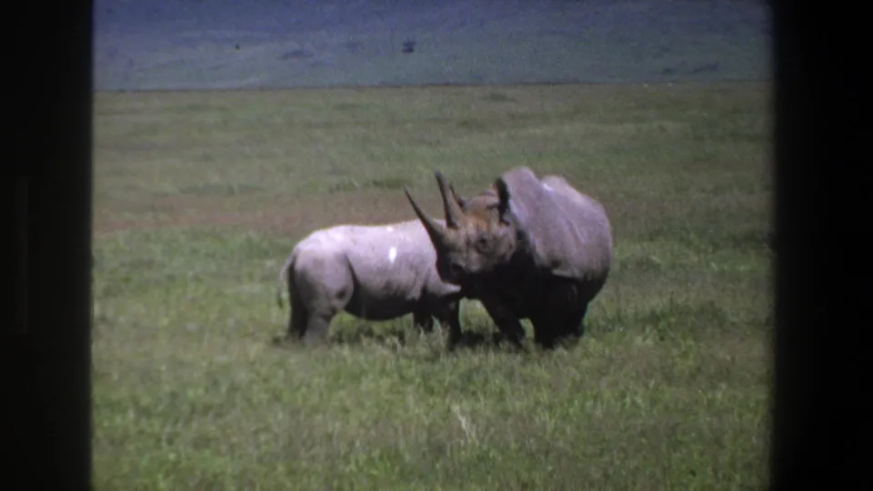 1969 Pretoria 8mm frame with an adult rhinoceros and calf close together in grass, framed by dark film or vehicle-window edges.