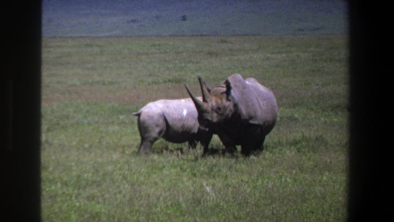 Two rhinoceroses graze in an open grassy field near Pretoria, South Africa, in 1969 home-movie footage.