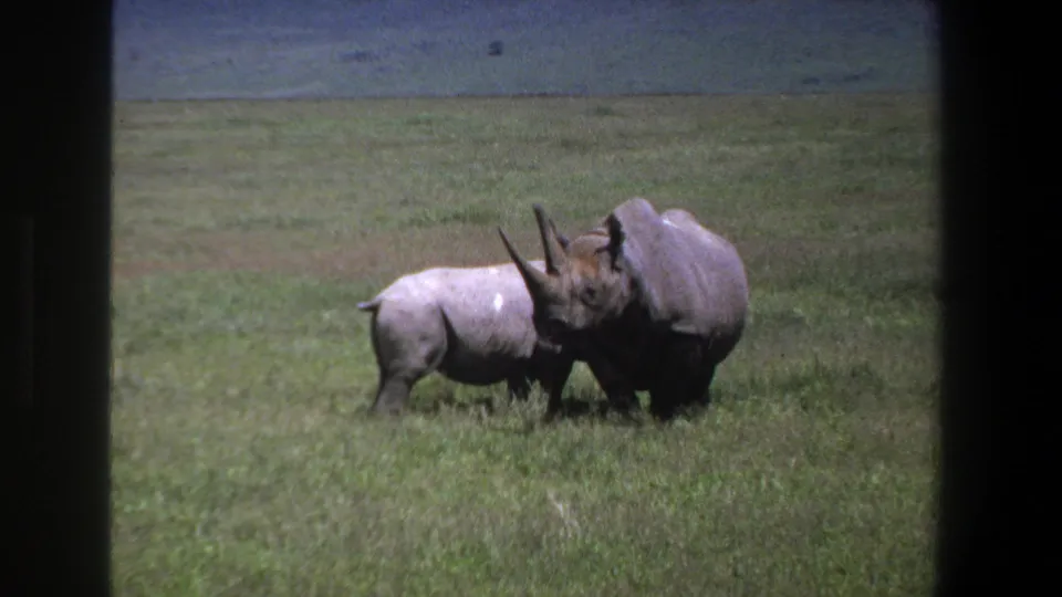Two rhinoceroses graze in an open grassy field near Pretoria, South Africa, in 1969 home-movie footage.