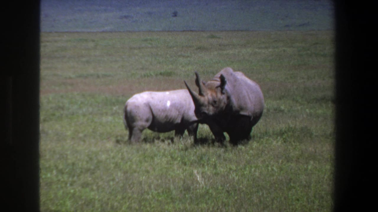 Two rhinoceroses graze side by side in open grassland.