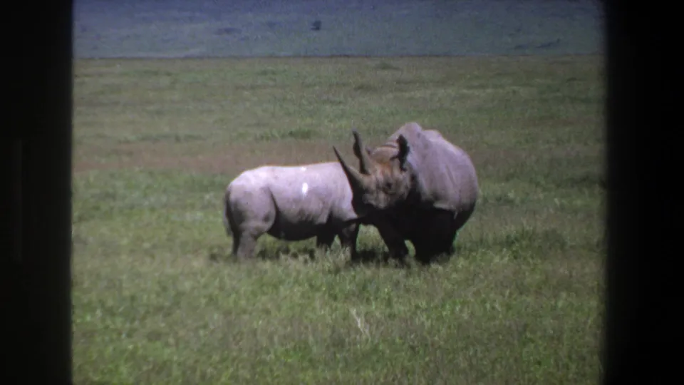 Adult and juvenile rhinoceroses remain close together while grazing in 1969 Pretoria-area wildlife footage.
