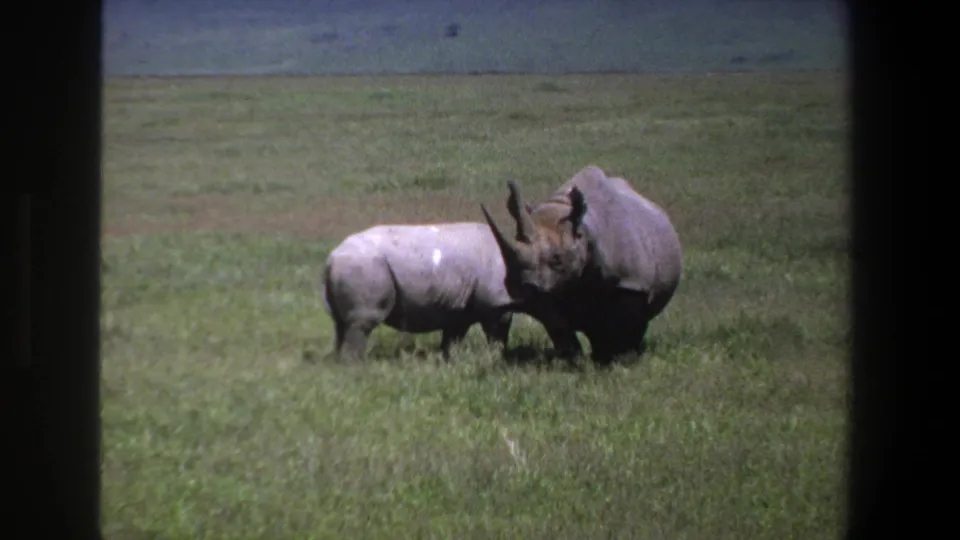 The larger rhinoceros stands beside the smaller one in muted 8mm footage from Pretoria, South Africa, 1969.