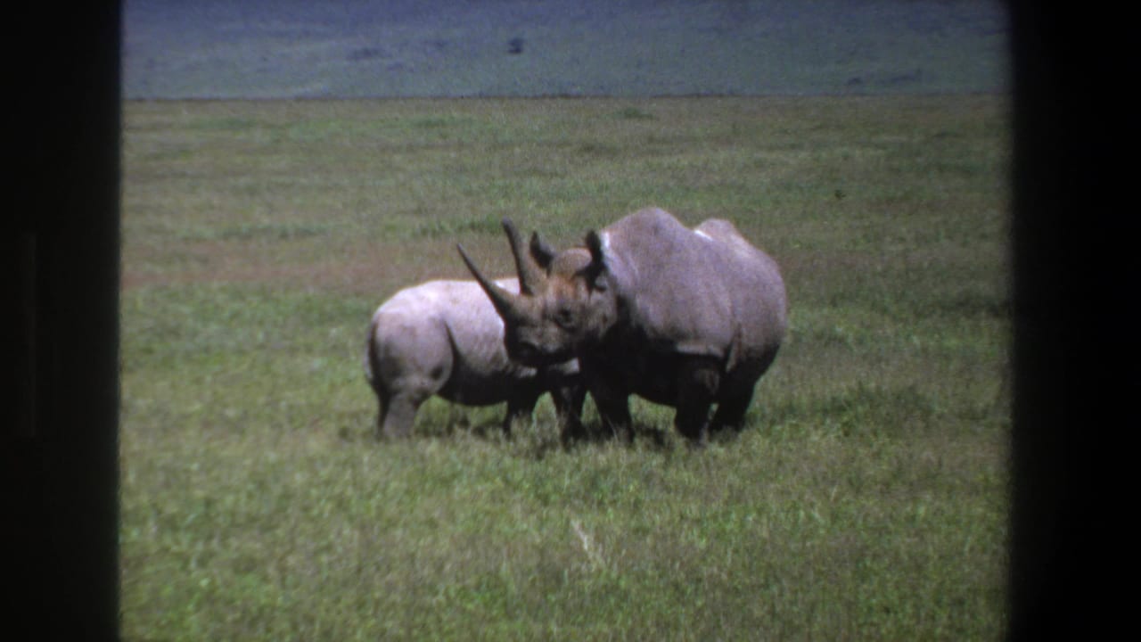 1969 Pretoria, South Africa home-movie frame showing an adult rhinoceros close to a juvenile in open grassland.