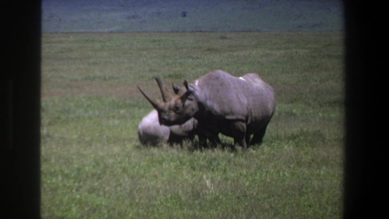 Adult rhinoceros with juvenile partly hidden beside it in grassland.