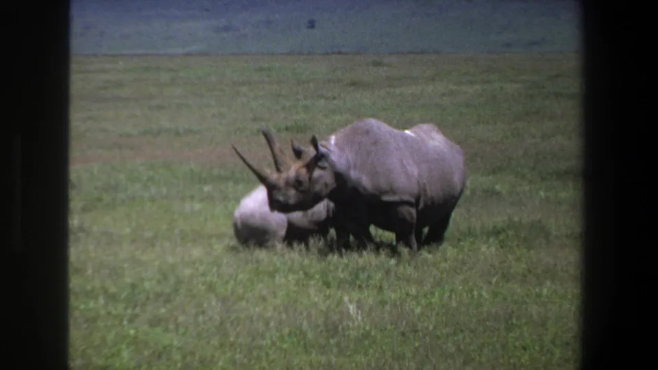 The adult rhinoceros remains near the smaller animal, with both partly obscured by tall grass in the 1969 Pretoria footage.