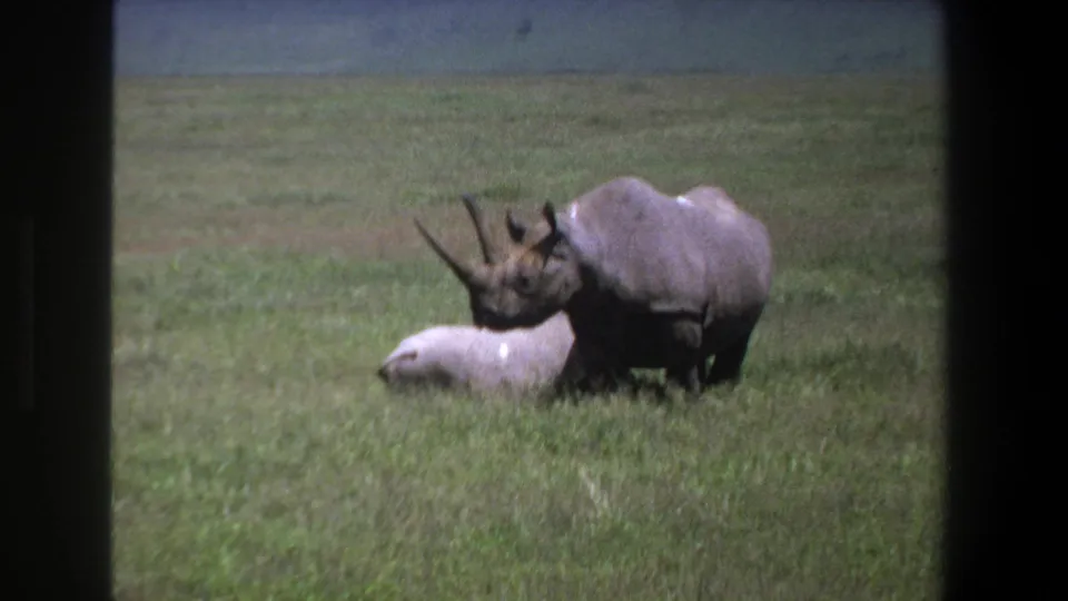 1969 Pretoria frame showing the smaller rhinoceros low in the grass while the adult stands beside it in open savanna-like terrain.