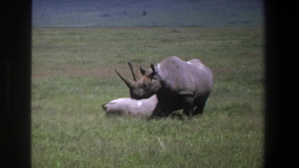 The adult rhinoceros stands over or beside the juvenile lying in grass, seen in soft 8mm color footage from Pretoria in 1969.