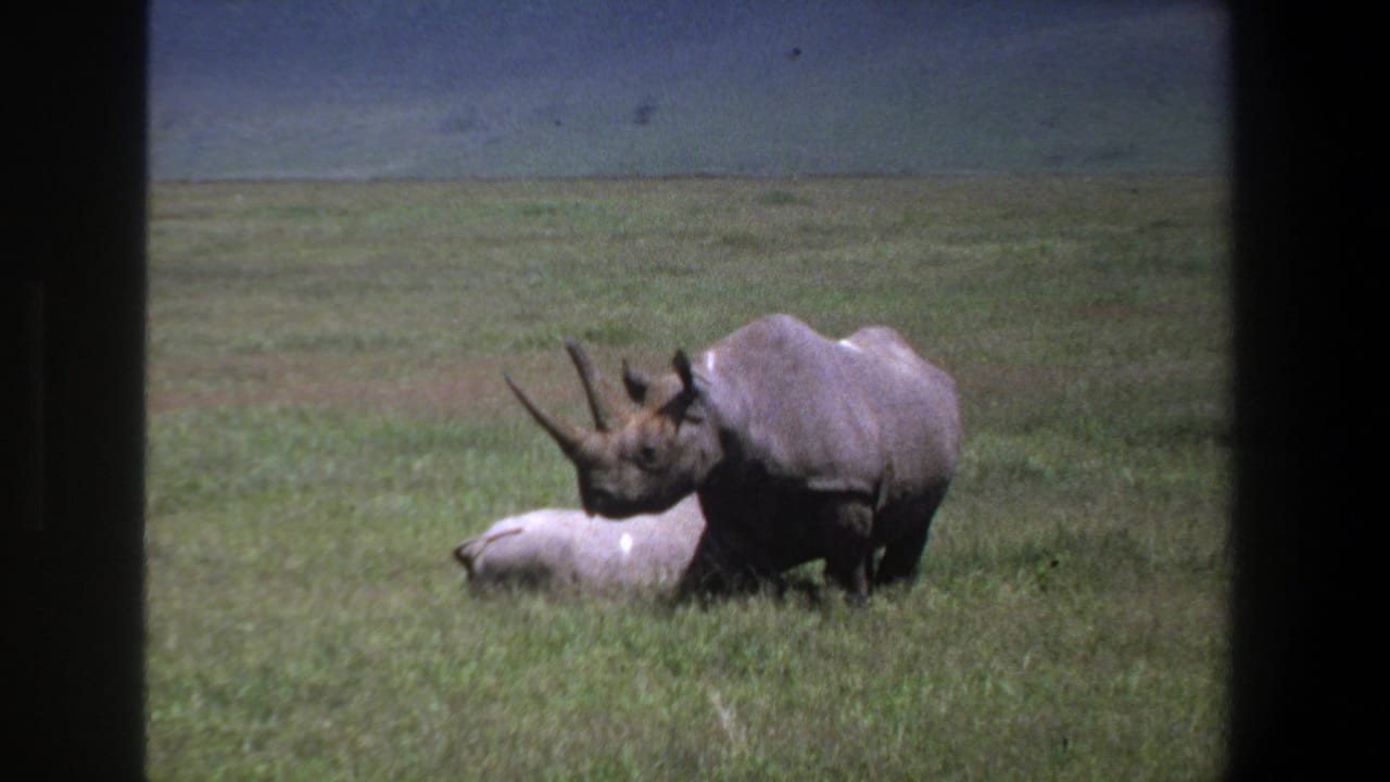 1969 Pretoria home-movie frame showing an adult rhinoceros standing over a resting calf in open grassland.