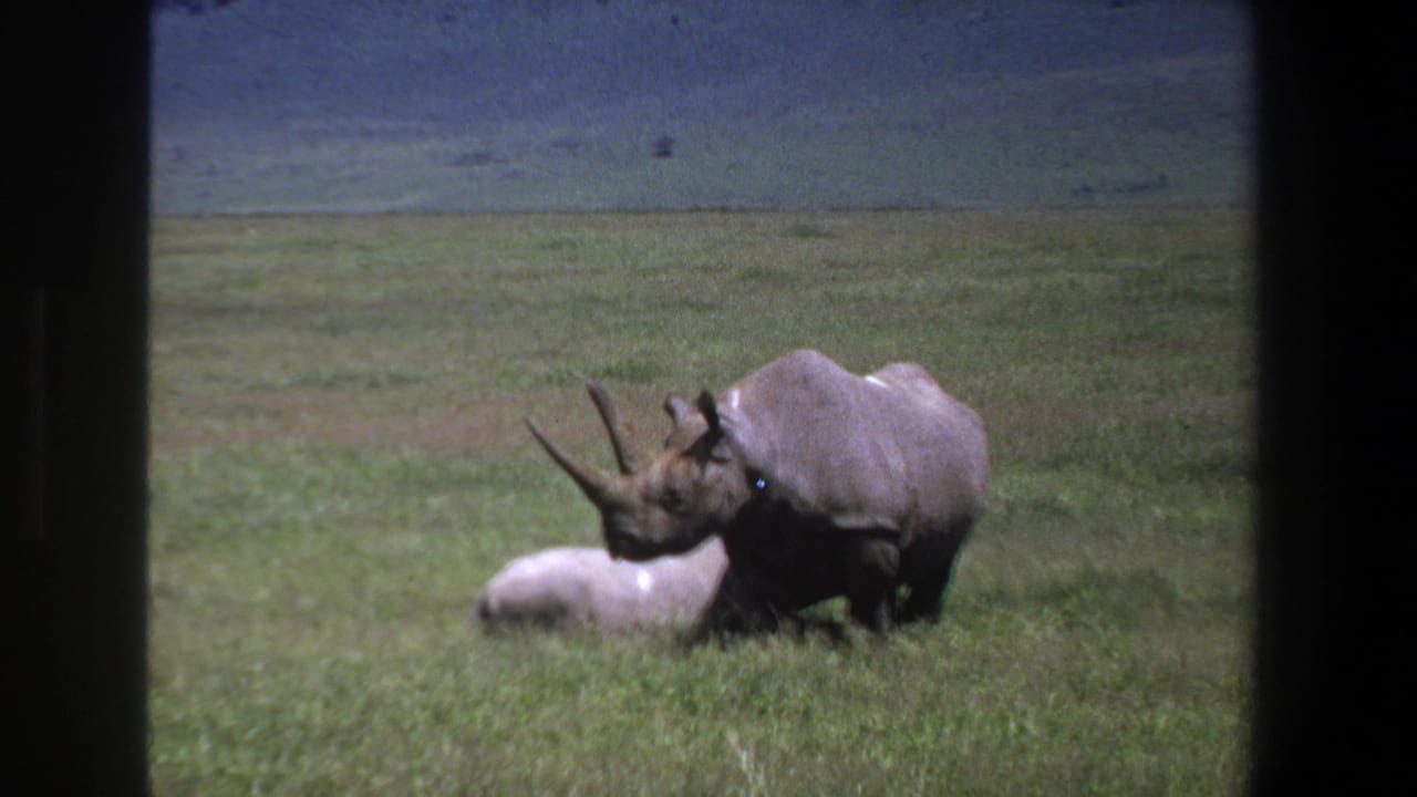Adult rhinoceros near a calf lying in grass with hills behind.