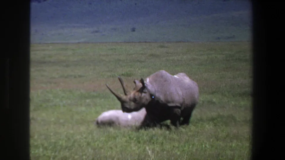 Adult rhinoceros and resting calf appear in a grassy Pretoria field, framed by dark 8mm film borders.