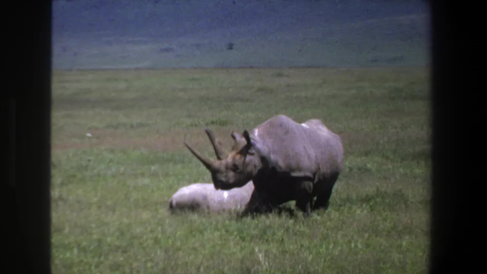 Soft 8mm frame from Pretoria showing an adult rhinoceros beside a calf resting in tall grass.