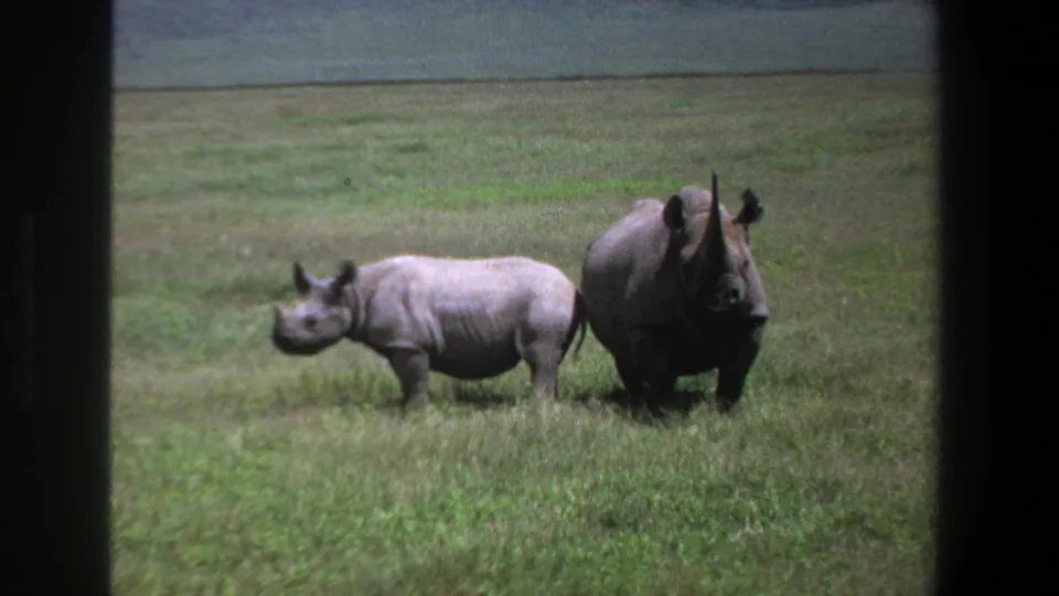 1969 Pretoria frame showing an adult rhinoceros and calf standing side by side in open grassland.