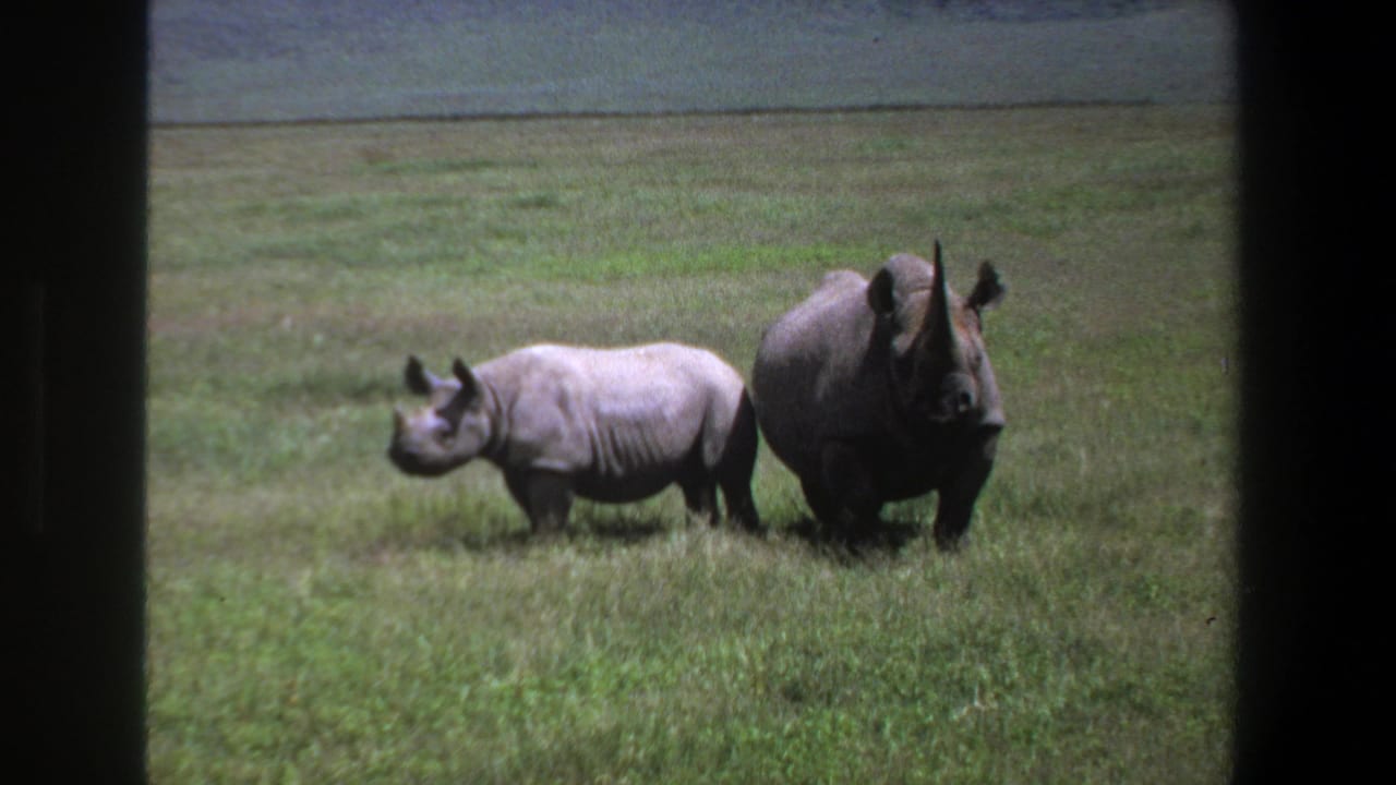 1969 Pretoria home-movie frame showing an adult rhino and smaller juvenile standing together in grassland.
