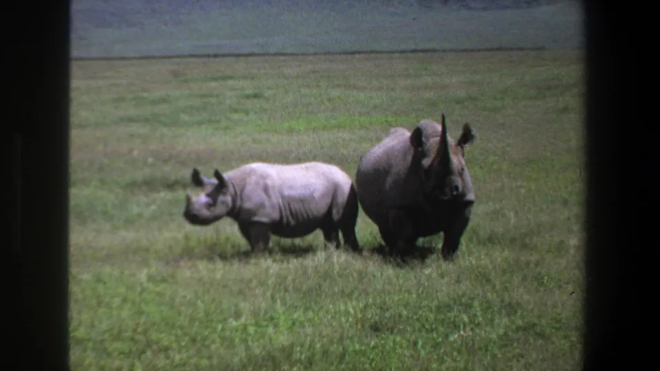 1969 Pretoria home-movie frame showing an adult rhino and smaller juvenile standing together in grassland.