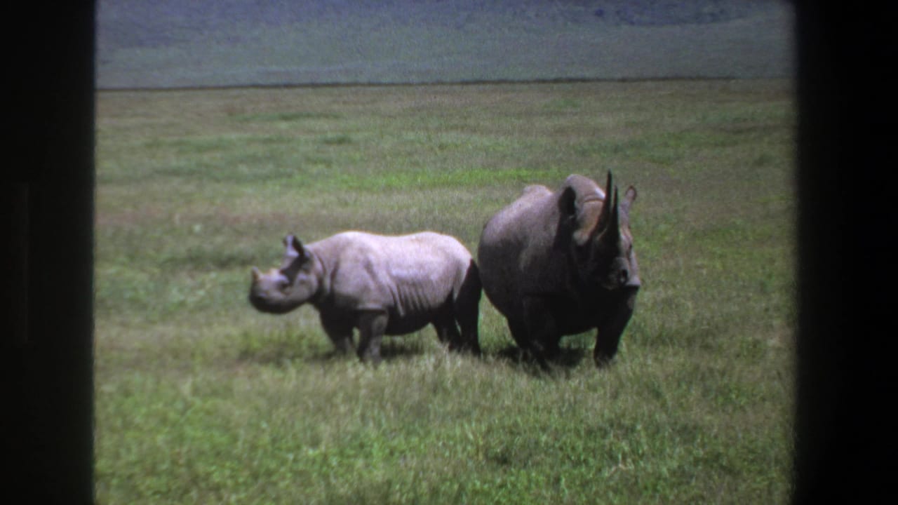 Adult and juvenile rhinos remain side by side in a grassy field.