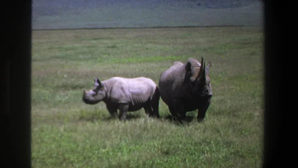 Two rhinos in 1969 Pretoria footage stand close together in grass, with the adult facing more toward camera.