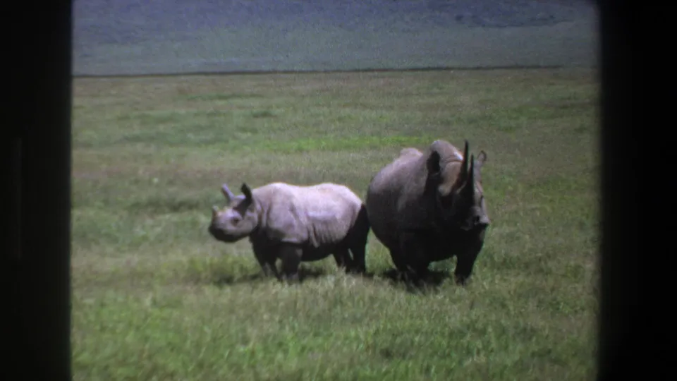 A visitor-shot 8mm frame from Pretoria in 1969 shows two rhinos standing in green savanna grass.