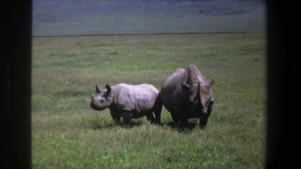 Final 1969 Pretoria frame shows a smaller rhino beside a larger adult in grassland, partly framed by dark edges.