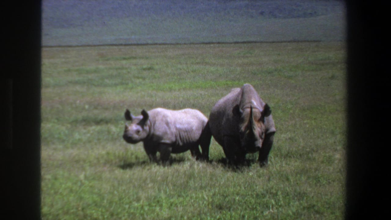 1969 Pretoria-area 8mm frame showing an adult rhino and a juvenile rhino in tall grass on an open plain.