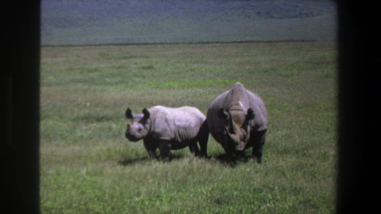 Two rhinos side by side in a grassy field with dark frame borders.