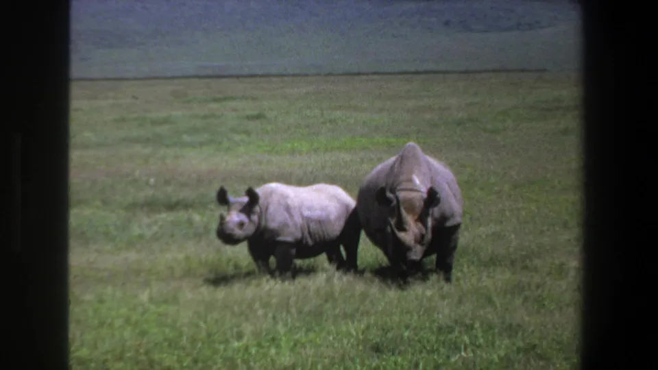 Adult and juvenile rhino appear side by side in a 1969 Pretoria-area 8mm home-movie view of grassland.