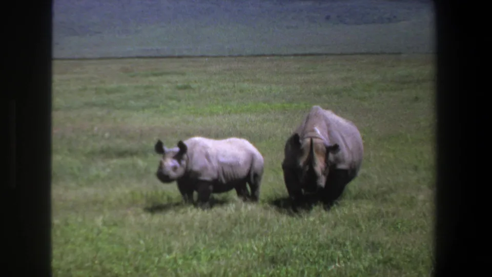 The juvenile rhino leads slightly while the adult follows across grassland in metadata-supported 1969 Pretoria footage.