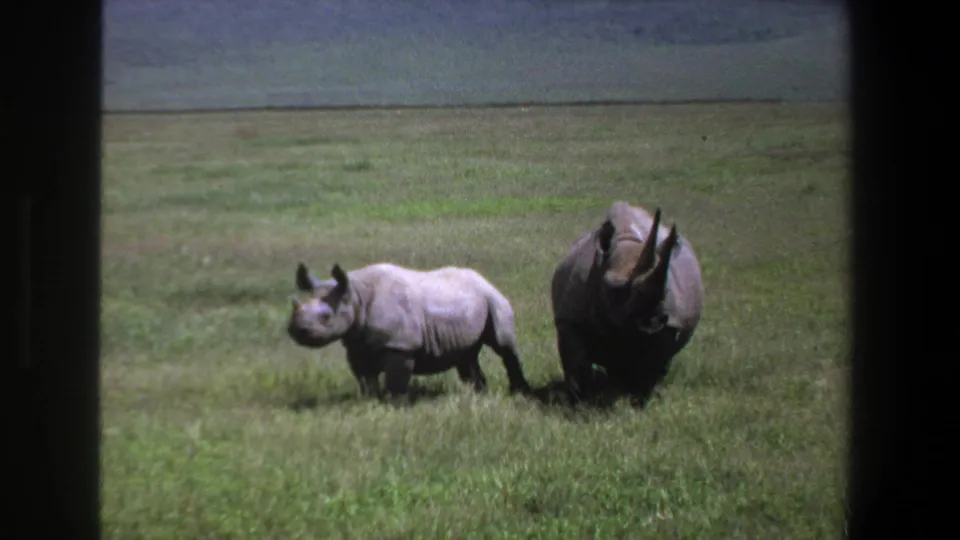 A 1969 Pretoria-area 8mm frame shows two rhinos moving across a grassy plain with visible film borders.