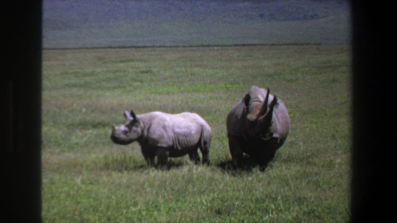 1969 Pretoria 8mm frame showing a smaller rhinoceros at left and a larger adult facing forward in tall grass.