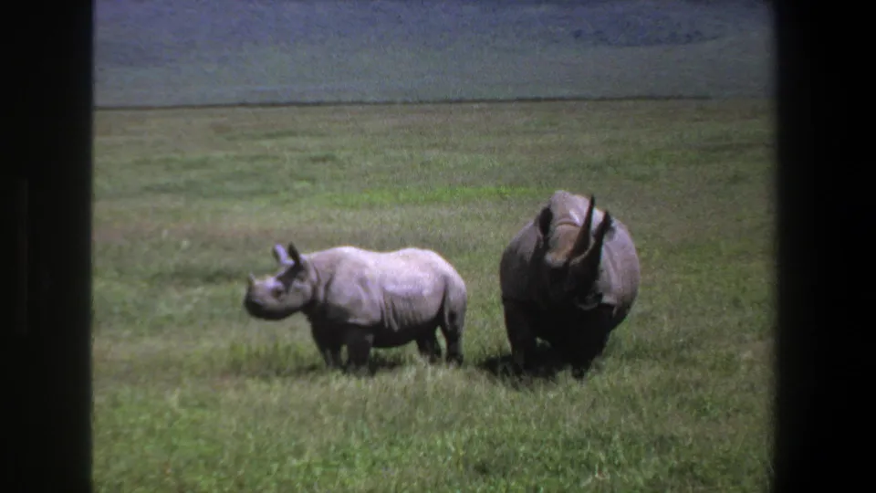 1969 Pretoria 8mm frame showing a smaller rhinoceros at left and a larger adult facing forward in tall grass.