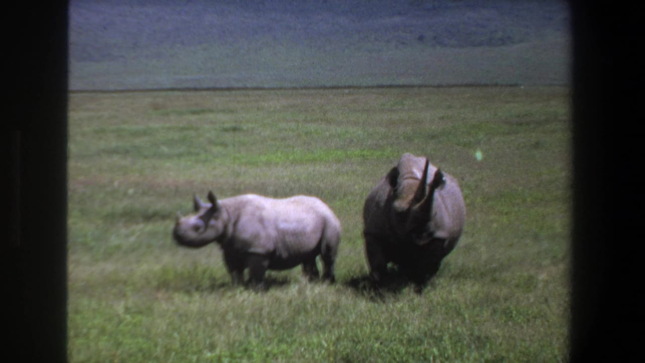 1969 Pretoria wildlife footage frame with two rhinoceroses in a grassy savanna, bordered by dark 8mm frame edges.