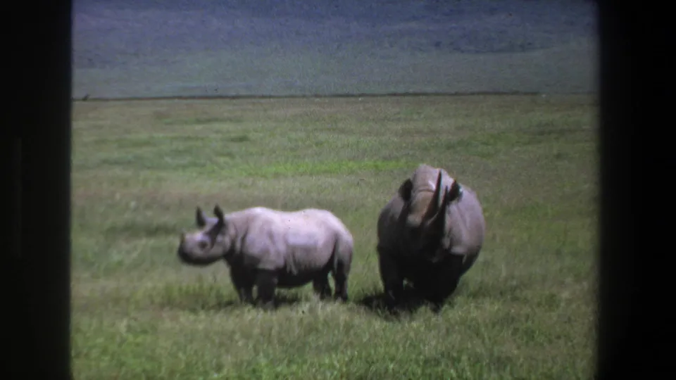 1969 Pretoria 8mm still showing two rhinoceroses in tall grass, with soft grain and a dark vertical frame border.