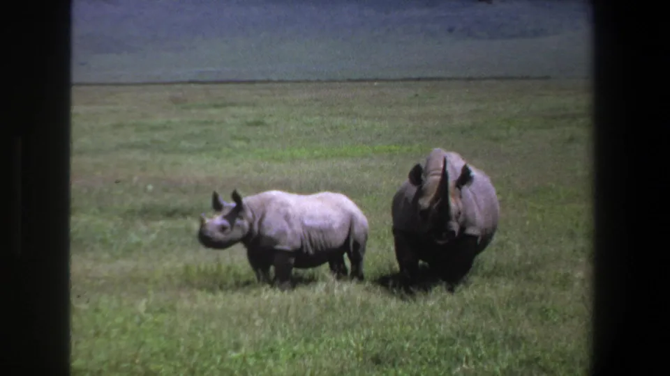 1969 Pretoria frame with two rhinoceroses in open grassland under a dim sky, captured with soft 8mm home-movie texture.