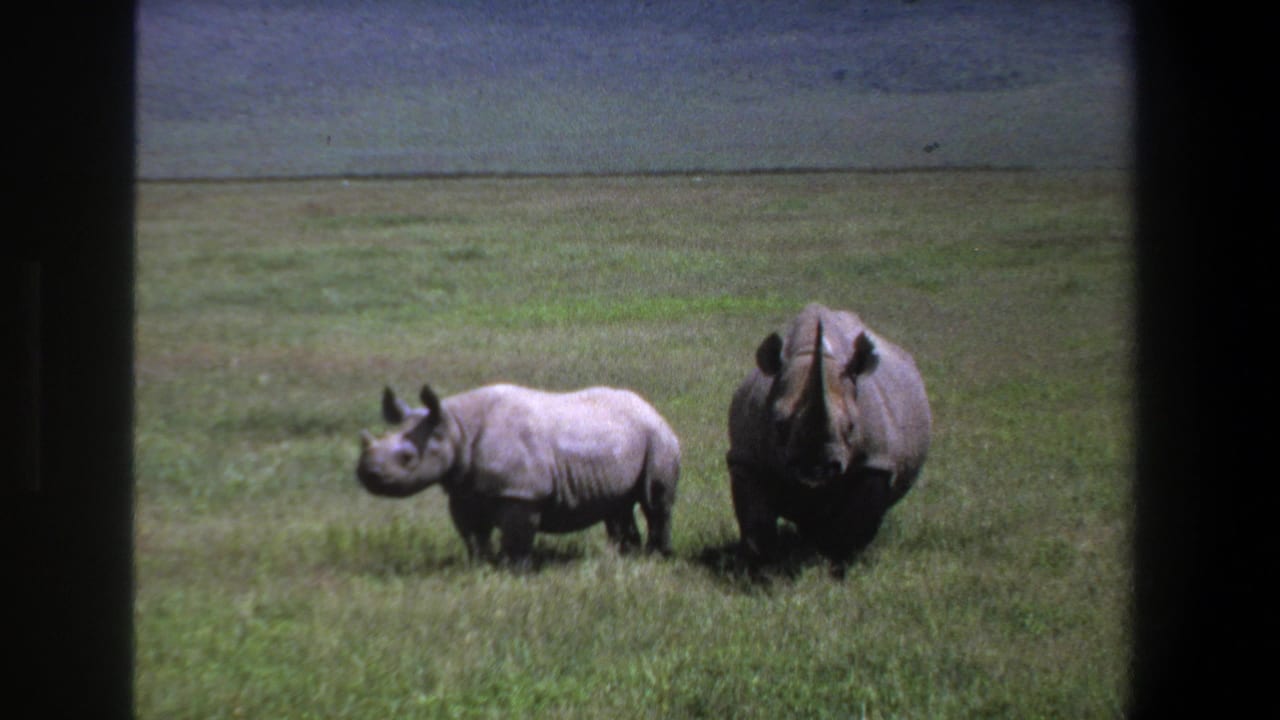 Two rhinoceroses, one larger and one smaller, stand in grassland near Pretoria, South Africa, in 1969 home-movie footage.
